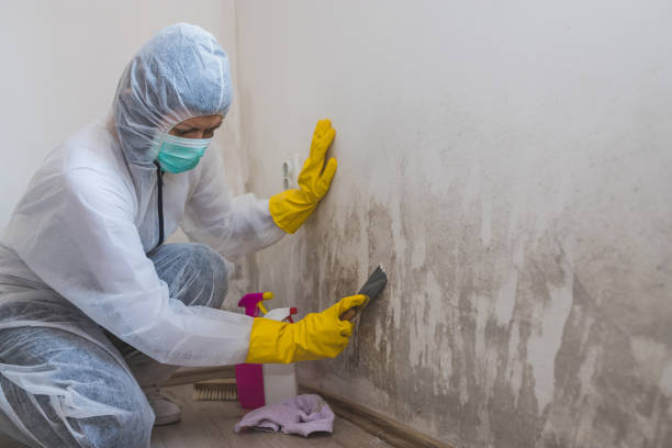 Attic Mold Removal in Glassport, PA