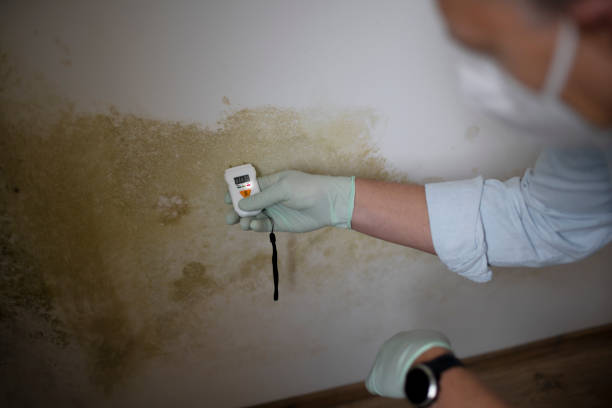 Best Local Mold Removal Service  in Glassport, PA
