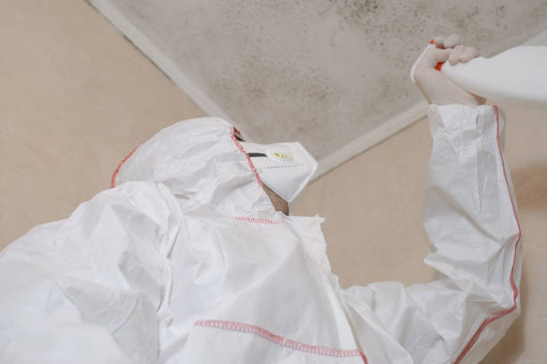 Best Black Mold Removal  in Glassport, PA