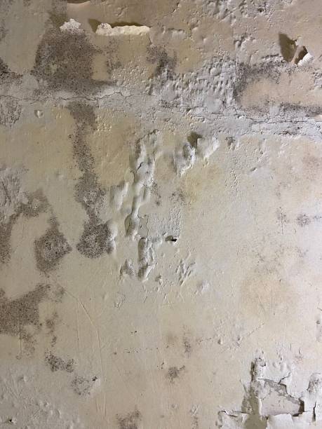 Best Crawl Space Mold Removal  in Glassport, PA