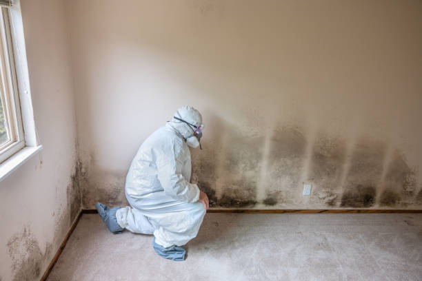Best Residential Mold Removal  in Glassport, PA