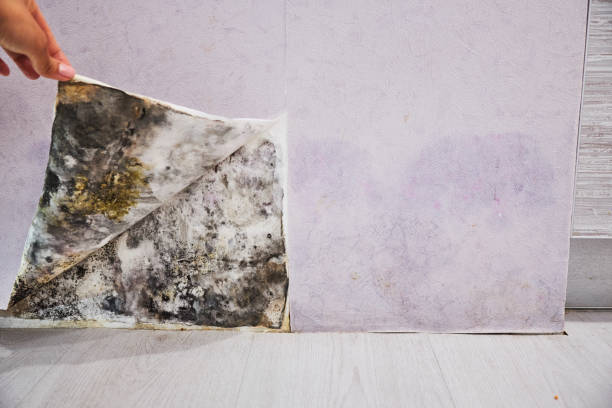 Best Professional Mold Removal  in Glassport, PA